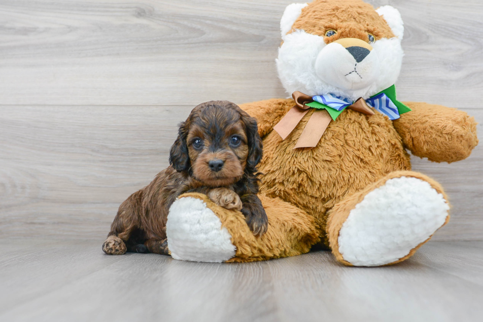 Cockapoo Pup Being Cute