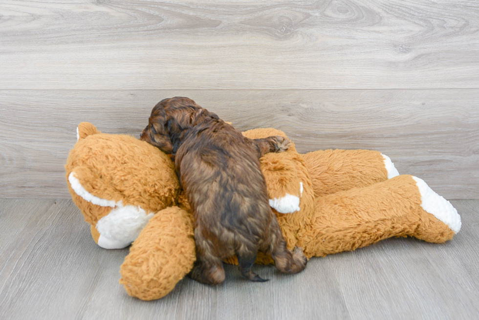 Cockapoo Pup Being Cute