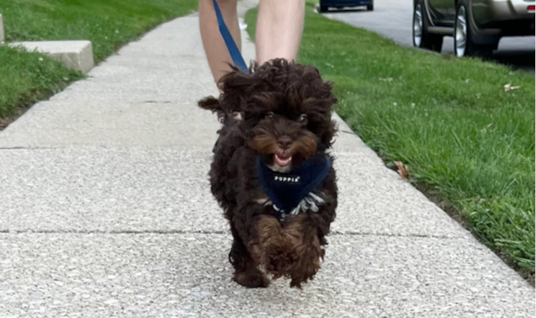 Cockapoo Size: Full Guide on Mini, Toy, Teacup. F1 +more 