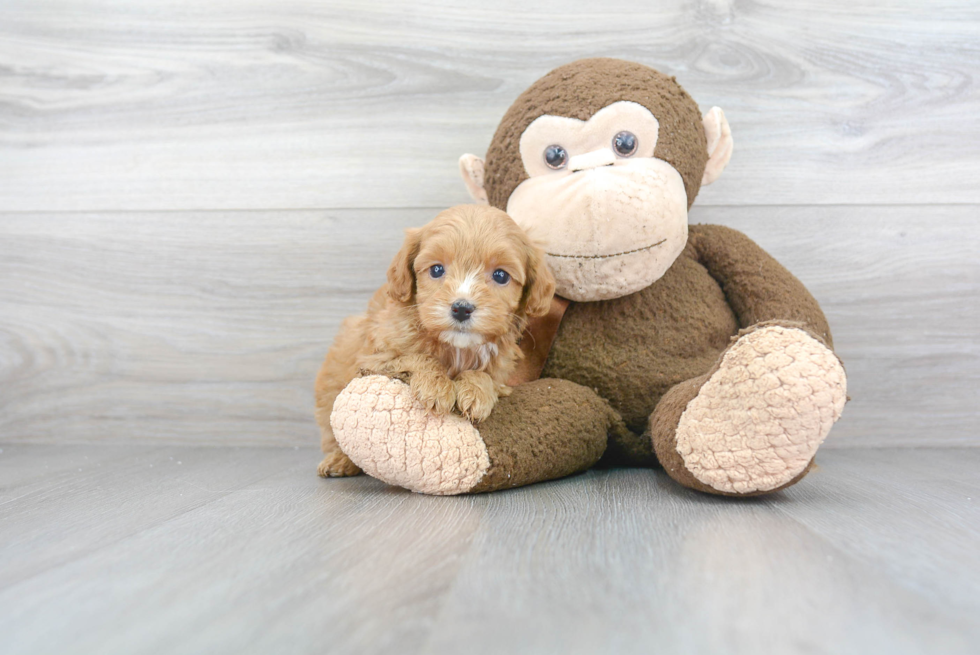 Smart Cockapoo Poodle Mix Pup