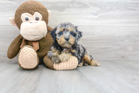 Sweet Cockapoo Baby