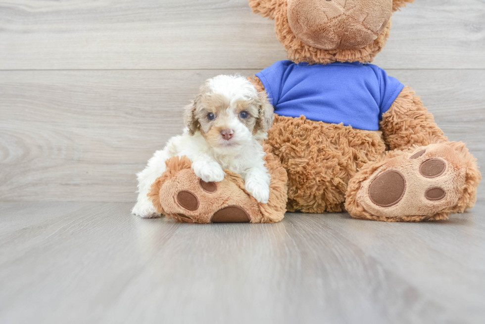 Playful Cockerpoo Poodle Mix Puppy