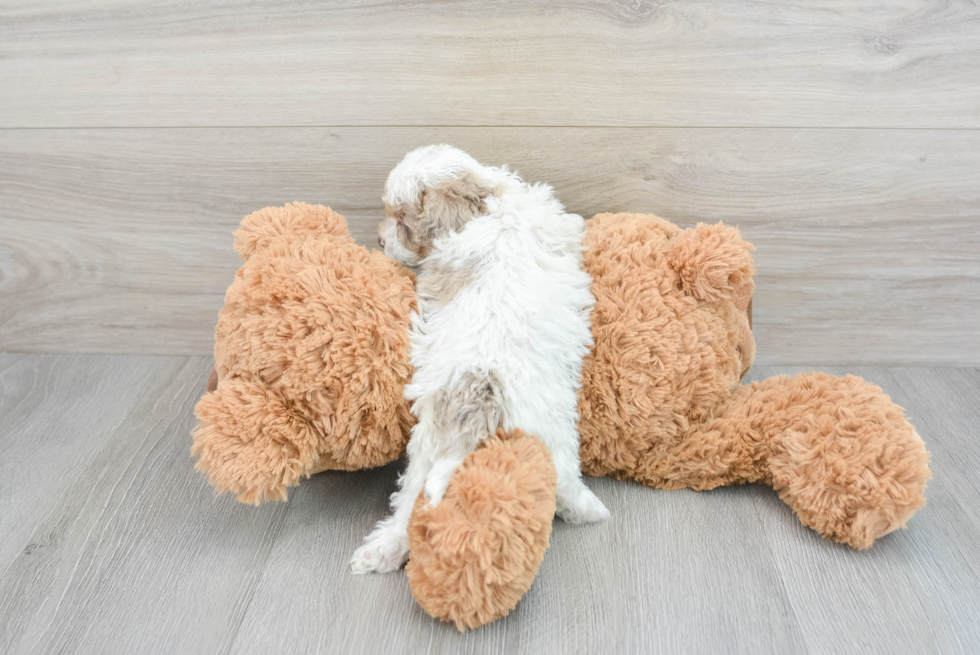 Happy Cockapoo Baby