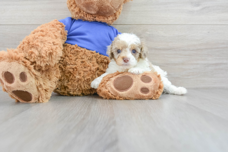 Adorable Cockerpoo Poodle Mix Puppy