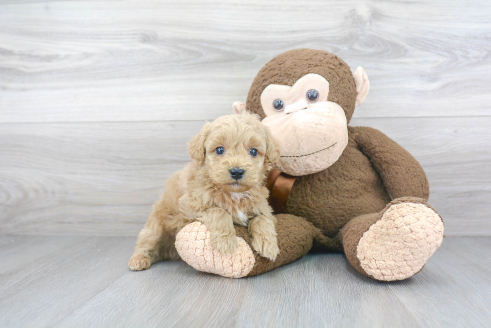 Friendly Cockapoo Baby