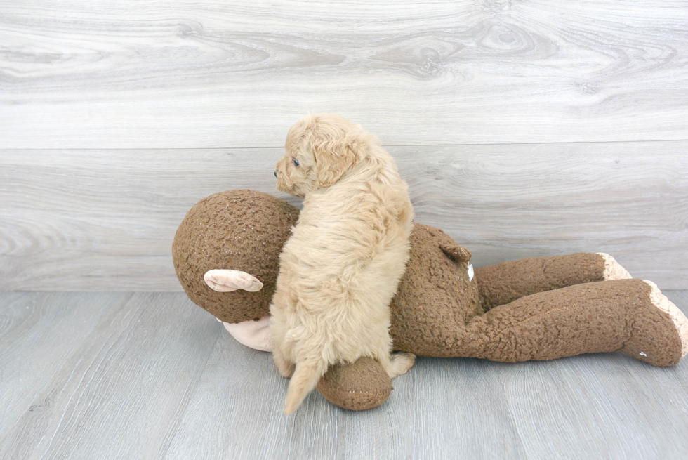 Little Cockerpoo Poodle Mix Puppy