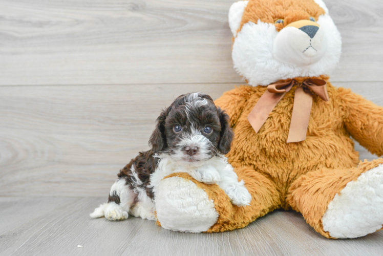 Cockapoo Pup Being Cute