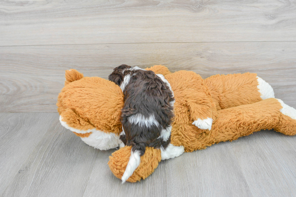 Cockapoo Pup Being Cute