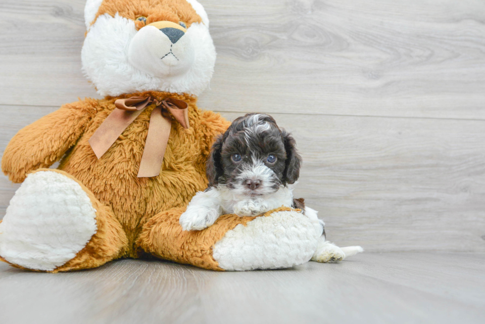 Sweet Cockapoo Baby