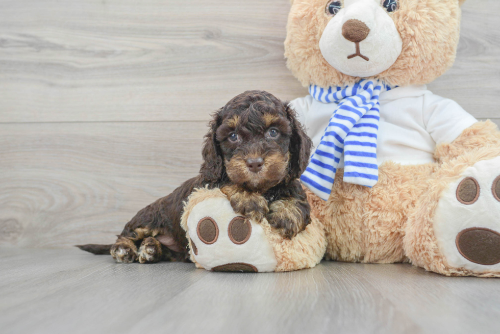 Hypoallergenic Cockerpoo Poodle Mix Puppy