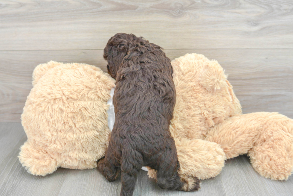 Funny Cockapoo Poodle Mix Pup