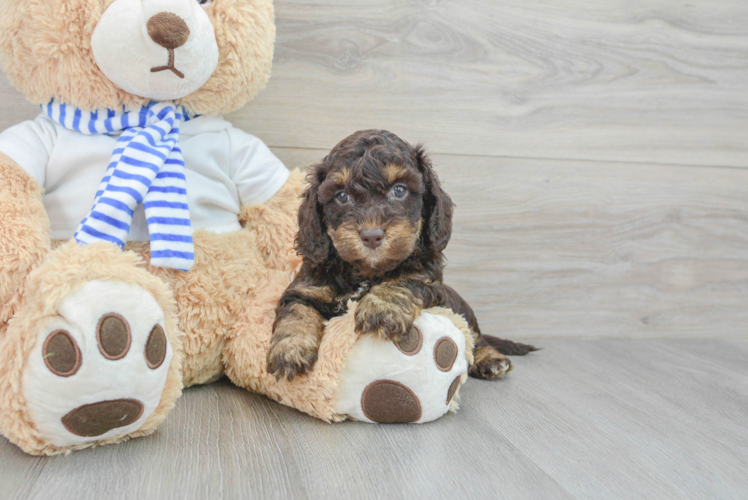 Cockapoo Pup Being Cute