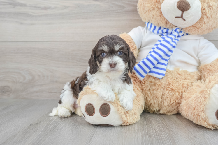 Cockapoo Pup Being Cute