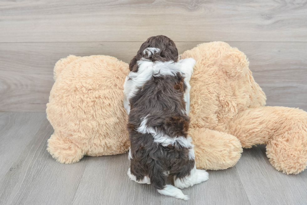 Cockapoo Pup Being Cute