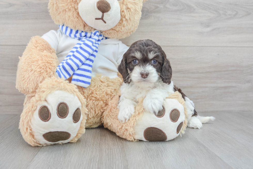 Cute Cockapoo Baby