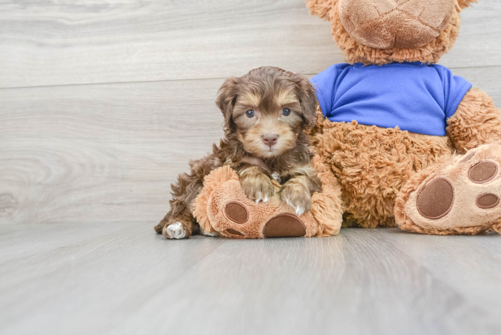 Cute Cockapoo Baby