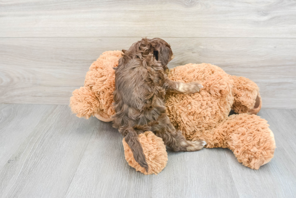 Friendly Cockapoo Baby