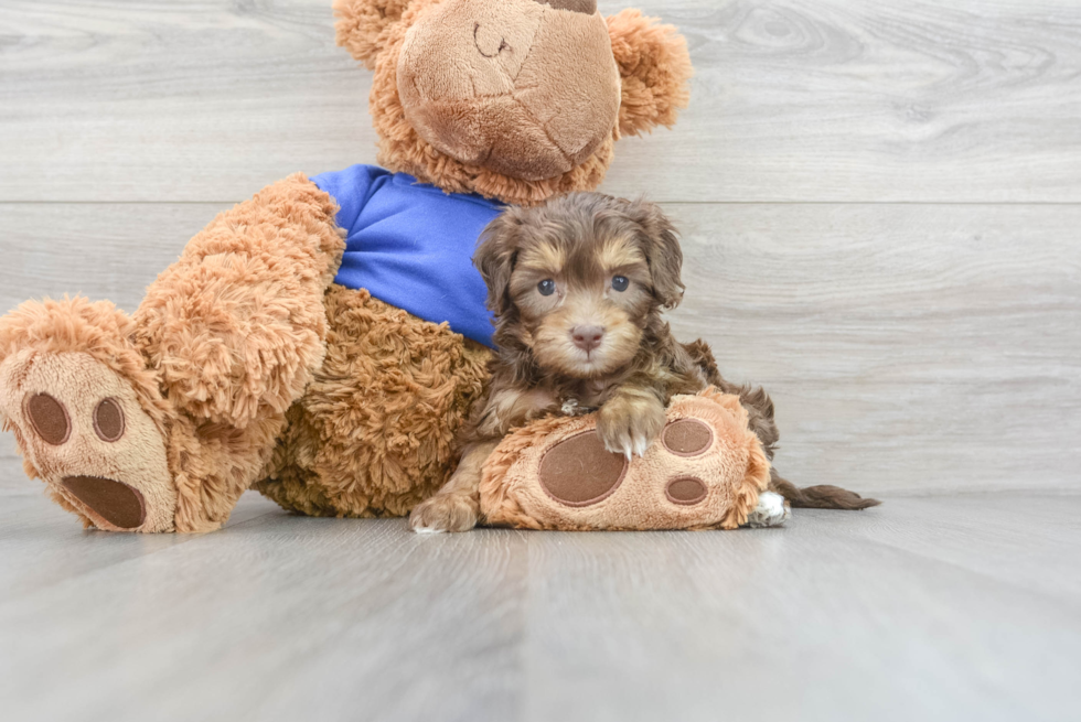 Cockapoo Pup Being Cute