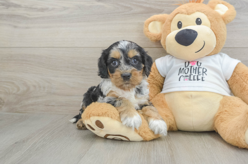 5 week old Cockapoo Puppy For Sale - Premier Pups