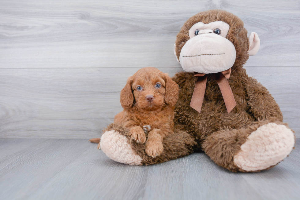 Best Cockapoo Baby