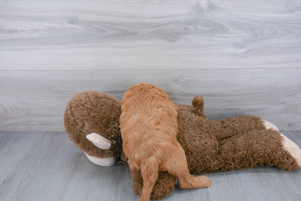 Cockapoo Pup Being Cute