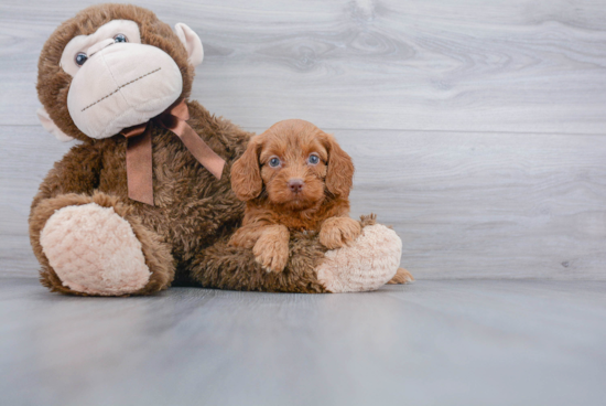 Best Cockapoo Baby