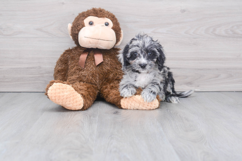 Playful Cockerpoo Poodle Mix Puppy