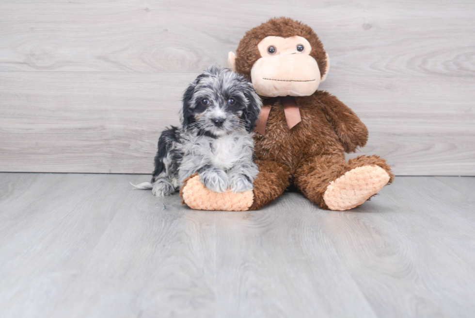 Adorable Cockerpoo Poodle Mix Puppy