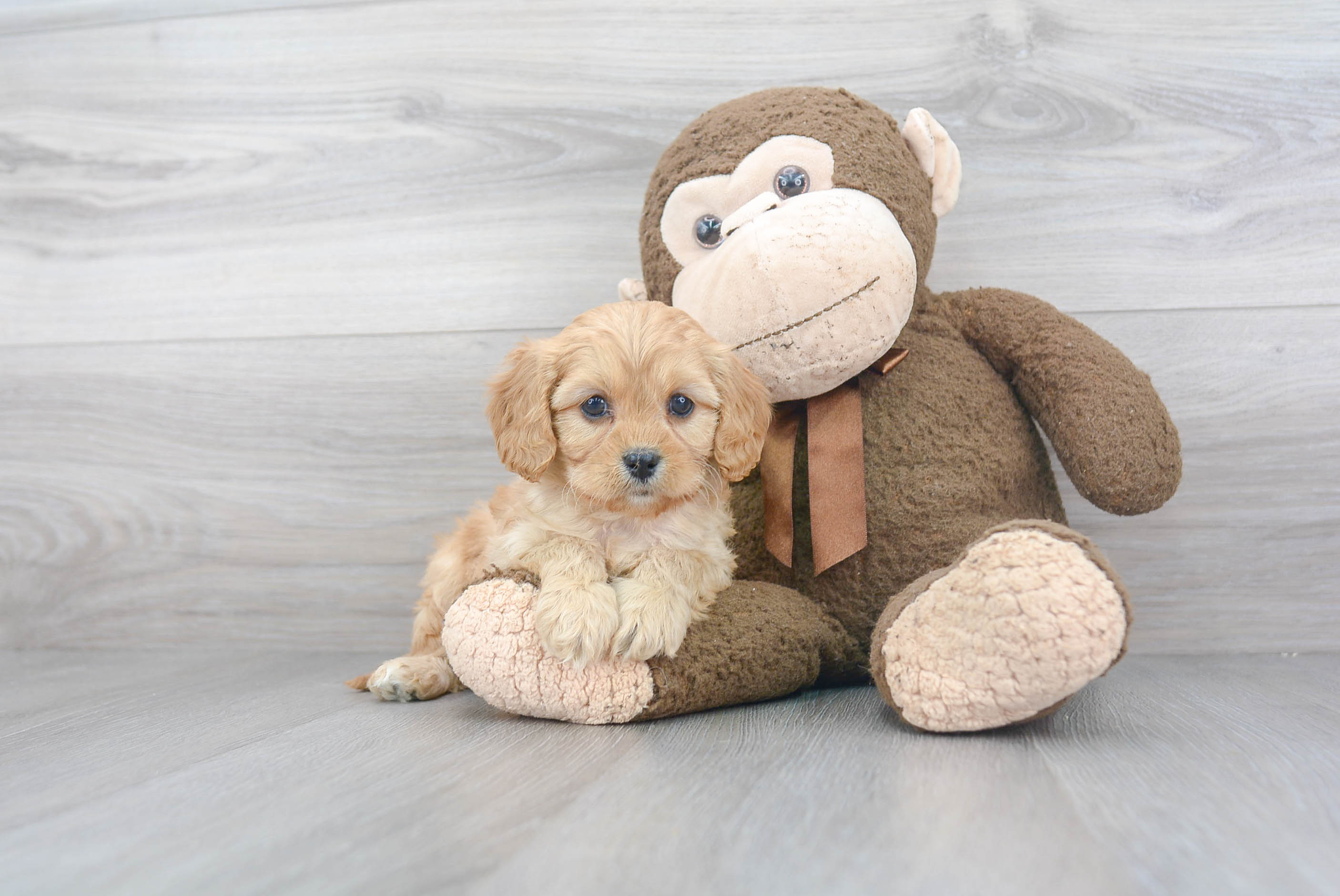 Cockapoo Puppy for Adoption