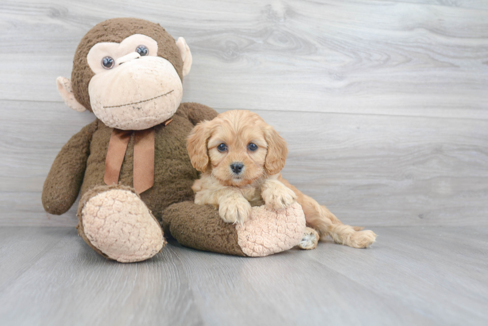 Fluffy Cockapoo Poodle Mix Pup