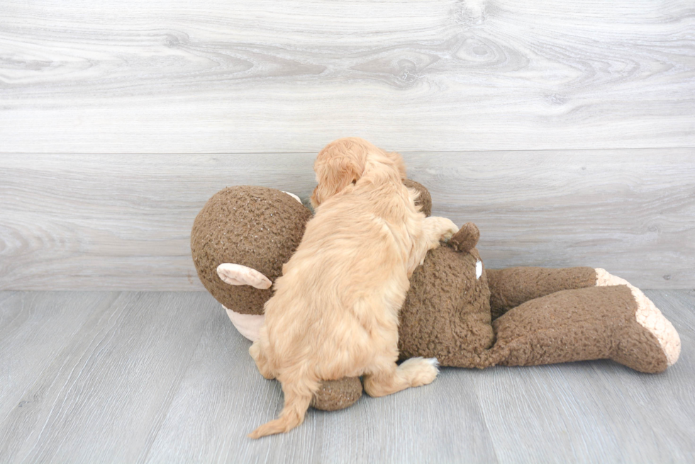 Friendly Cockapoo Baby