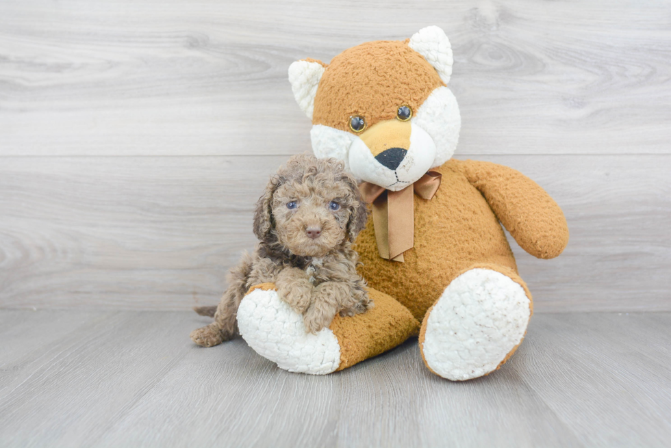 Cockapoo Puppy for Adoption