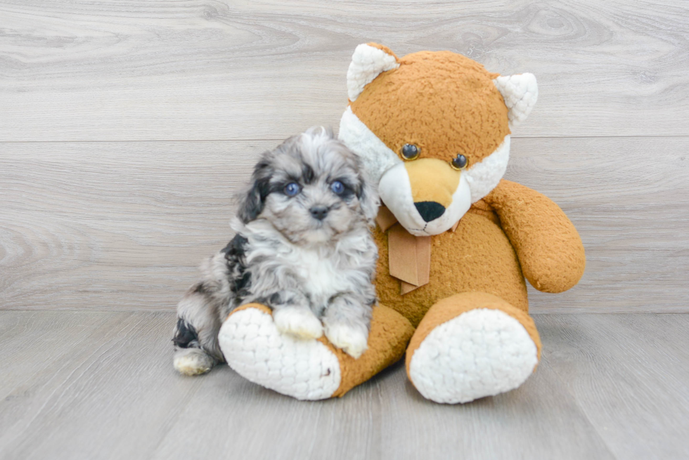 Playful Cockerpoo Poodle Mix Puppy