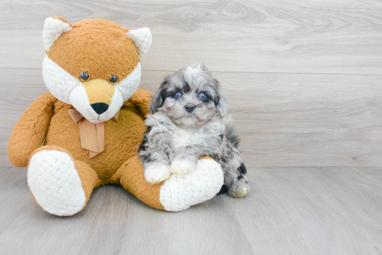 Cockapoo Pup Being Cute