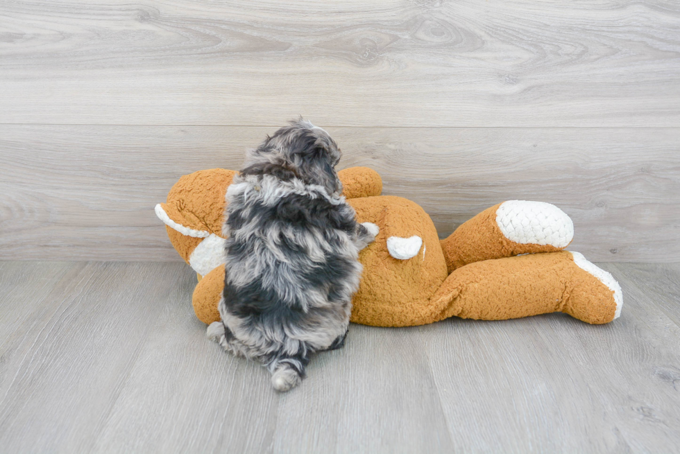 Cockapoo Puppy for Adoption