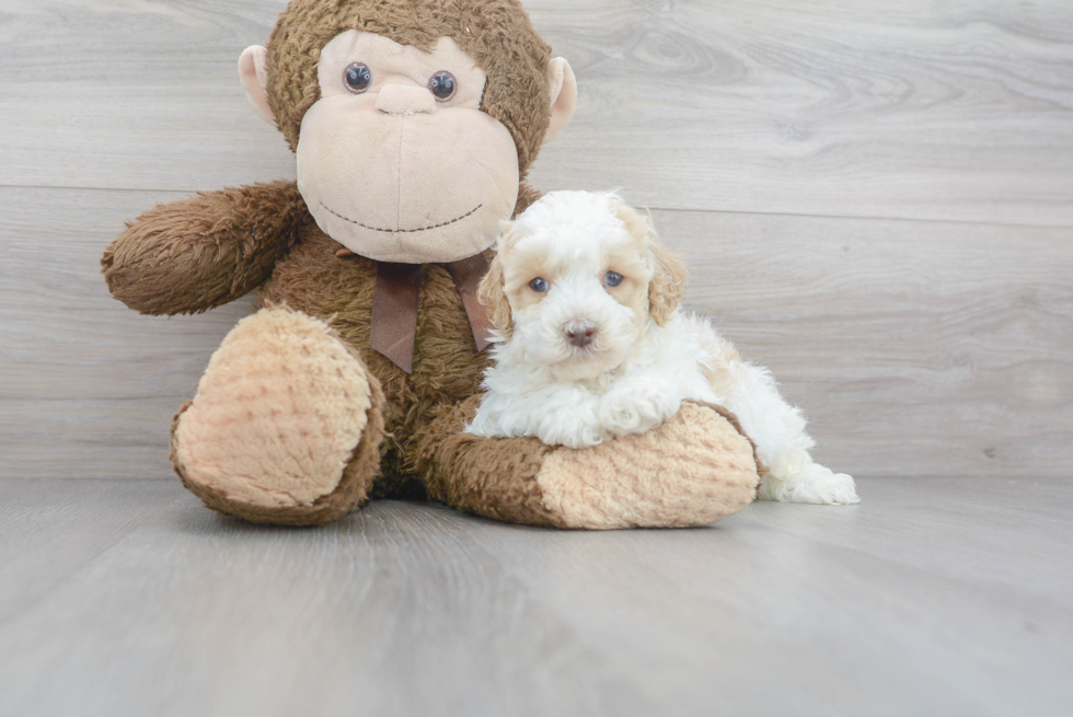 Little Cockerpoo Poodle Mix Puppy