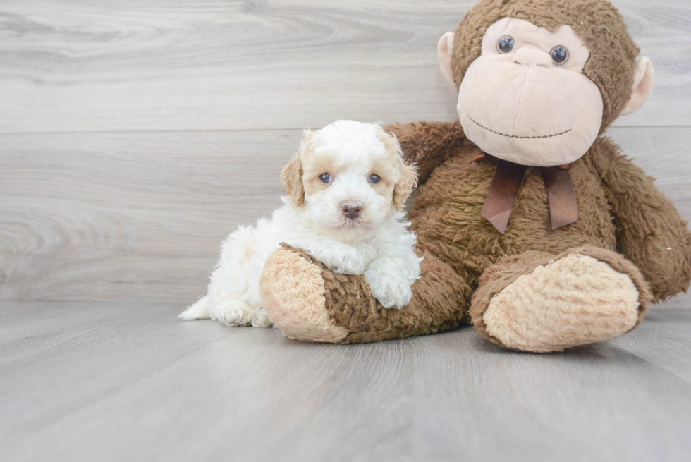 Little Cockerpoo Poodle Mix Puppy