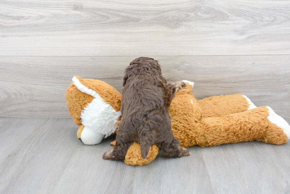 Fluffy Cockapoo Poodle Mix Pup