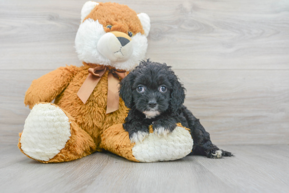 Popular Cockapoo Poodle Mix Pup