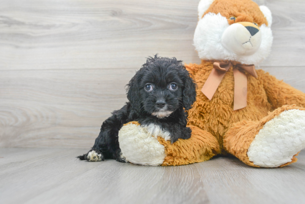 Cockapoo Puppy for Adoption