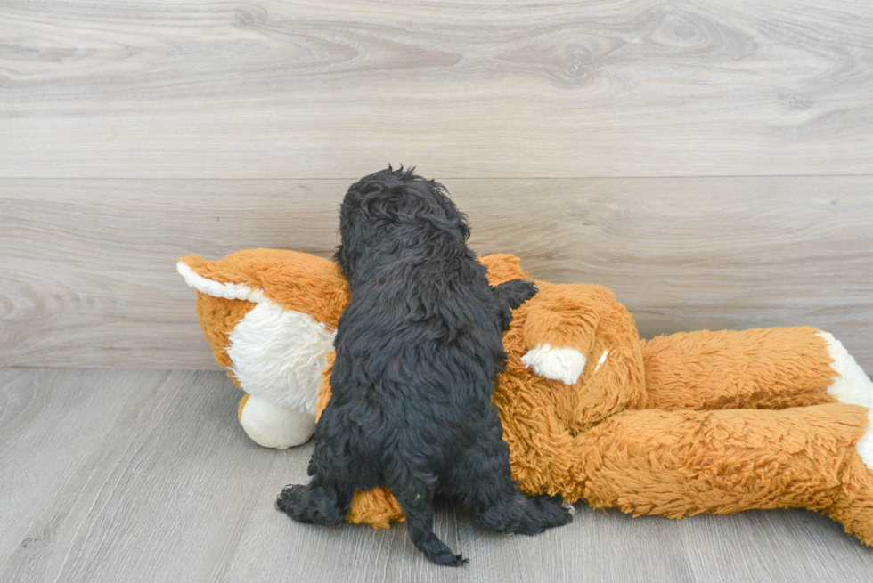 Petite Cockapoo Poodle Mix Pup