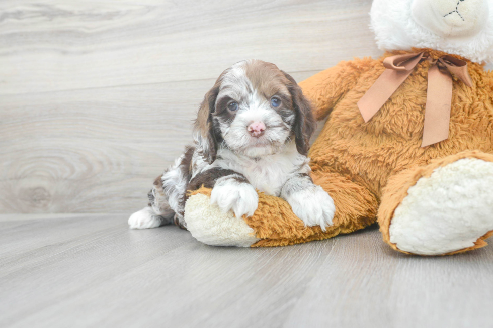 Playful Cockerpoo Poodle Mix Puppy