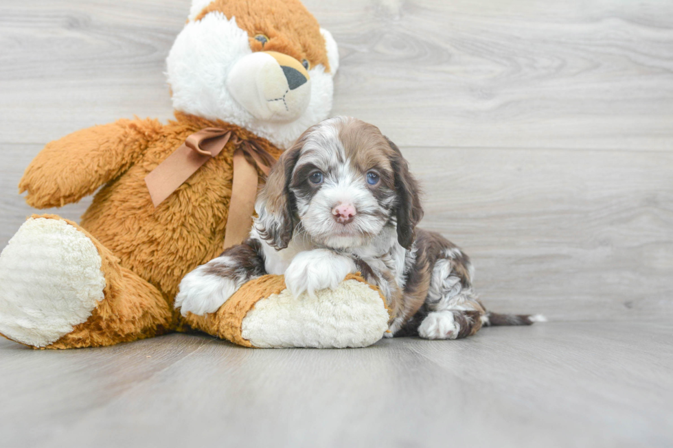 Cockapoo Pup Being Cute