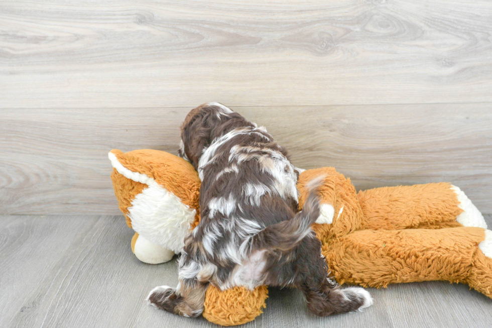 Little Cockerpoo Poodle Mix Puppy