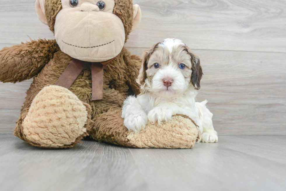 Popular Cockapoo Poodle Mix Pup