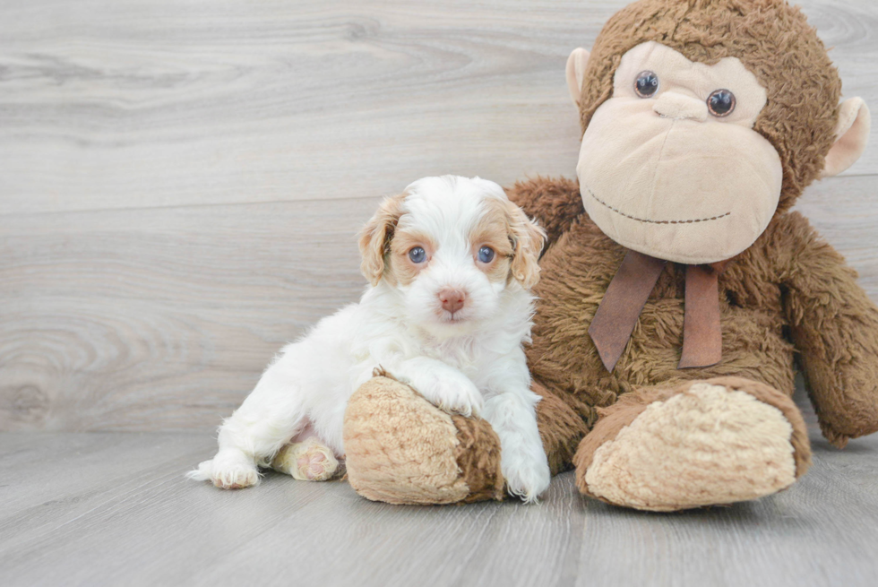 Adorable Cockerpoo Poodle Mix Puppy