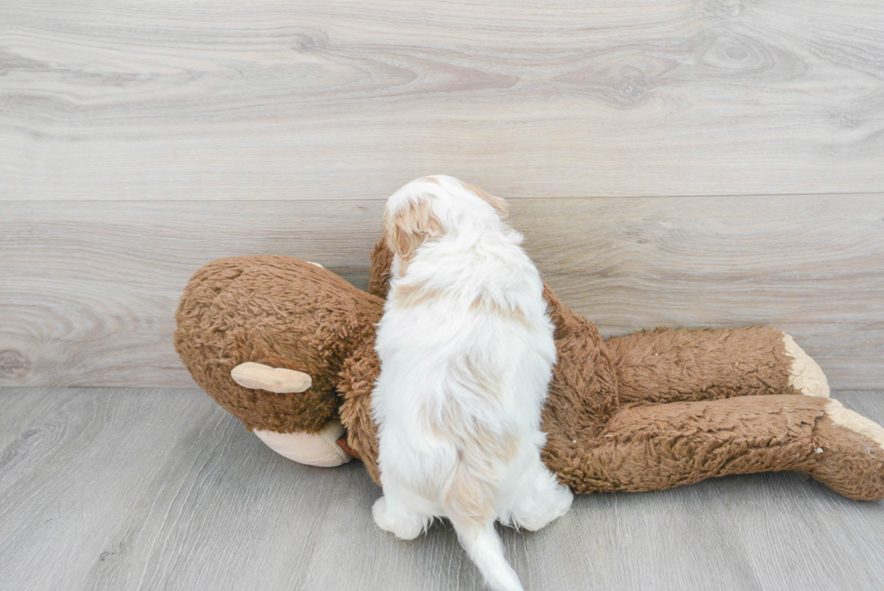 Cockapoo Puppy for Adoption