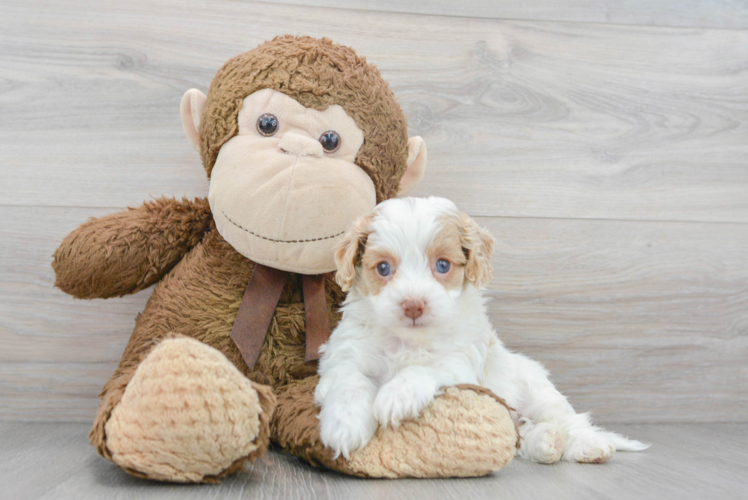 Smart Cockapoo Poodle Mix Pup