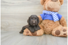 Best Cockapoo Baby