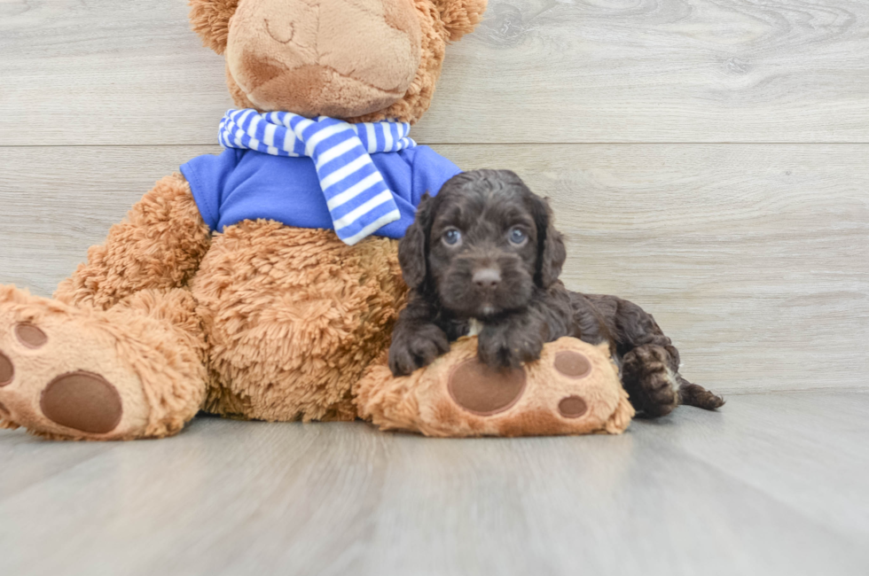 5 week old Cockapoo Puppy For Sale - Premier Pups